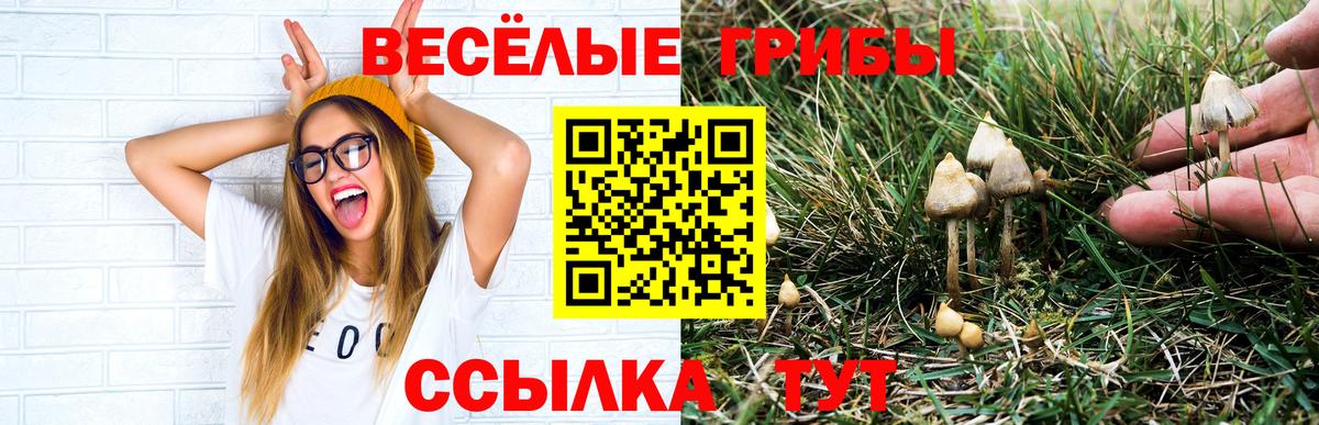 Галлюциногенные грибы Psilocybe Елабуга